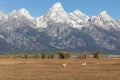 Pronghorn Antelope Bucks in Wyoming Royalty Free Stock Photo