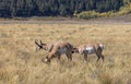 Pronghorn Antelope Bucks in Wyoming in Fall Royalty Free Stock Photo