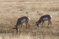 Pronghorn Antelope Bucks in Wyoming in Fall Royalty Free Stock Photo
