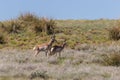 Pronghorn Antelope Bucks Royalty Free Stock Photo