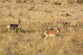 Pronghorn Antelope Bucks Royalty Free Stock Photo