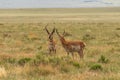 Pronghorn Antelope Bucks Royalty Free Stock Photo