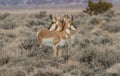 Pronghorn Antelope Bucks Royalty Free Stock Photo