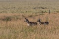 Pronghorn Antelope Bucks Royalty Free Stock Photo