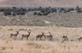 Pronghorn Antelope Bucks in Summer Royalty Free Stock Photo