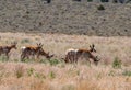 Pronghorn Antelope Bucks in Utah Royalty Free Stock Photo