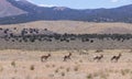 Pronghorn Antelope Bucks in Utah Royalty Free Stock Photo
