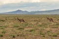 Pronghorn Antelope Bucks on the Utah Prairie Royalty Free Stock Photo