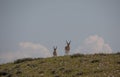 Pronghorn Antelope Bucks in the Wyoming Desert Royalty Free Stock Photo
