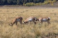 Pronghorn Antelope Bucks in Wyoming Royalty Free Stock Photo