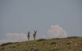 Pronghorn Antelope Bucks in Wyoming