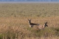 Pronghorn Antelope Bucks in Grass Royalty Free Stock Photo