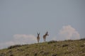 Pronghorn Antelope Bucks in Wyoming in Summer