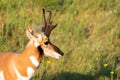 Pronghorn Antelope Closeup