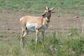 Pronghorn Antelope in Custer State Park Royalty Free Stock Photo