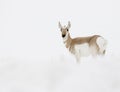 PRONGHORN ANTELOPE IN DEEP SNOW STOCK IMAGE Royalty Free Stock Photo