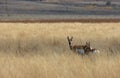 Pronghorn Antelope Doe and Fawn Royalty Free Stock Photo