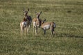 Pronghorn Antelope Doe and Fawn Royalty Free Stock Photo