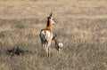 Pronghorn Antelope Doe and Fawn in Spring in the Utah Desert Royalty Free Stock Photo