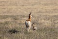 Pronghorn Antelope Doe and Fawn in the Desert in Spring Royalty Free Stock Photo