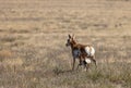 Pronghorn Antelope Doe and Fawn in the Desert Royalty Free Stock Photo