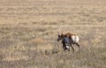 Pronghorn Antelope Doe and Fawn in the Utah Desert Royalty Free Stock Photo