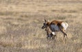 Pronghorn Antelope Doe and Fawn in the Desert Royalty Free Stock Photo