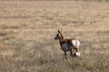 Pronghorn Antelope Doe and Fawn in the Utah Desert Royalty Free Stock Photo