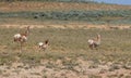 Pronghorn Antelope Doe and Fawn in the Wyoming Desert Royalty Free Stock Photo