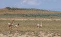 Pronghorn Doe and Fawn in the Wyoming Desert Royalty Free Stock Photo