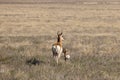 Pronghorn Antelope Doe and Fawn in Utah Royalty Free Stock Photo