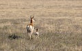 Pronghorn Antelope Doe and Fawn in Utah in Spring Royalty Free Stock Photo