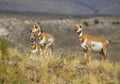 Pronghorn Antelope Doe and Fawns Royalty Free Stock Photo