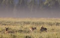 Pronghorn Doe and Fawns in Summer in Wyoming Royalty Free Stock Photo