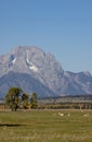 Pronghorn Antelope Does in Fall in Grand Teton National Park Royalty Free Stock Photo