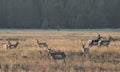 Pronghorn Antelope Family Group in the Grasslands Royalty Free Stock Photo