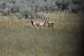 Three pronghorns enjoy the spring grass