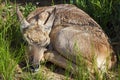 Pronghorn Antelope fawn portrait Royalty Free Stock Photo