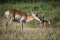 Pronghorn antelope in Grand Teton National Park Royalty Free Stock Photo