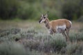 Pronghorn antelope in Grand Teton National Park Royalty Free Stock Photo