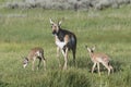 Pronghorn antelope in Grand Teton National Park Royalty Free Stock Photo