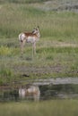 Pronghorn antelope in Grand Teton National Park