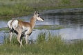 Pronghorn antelope in Grand Teton National Park Royalty Free Stock Photo