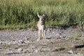 Pronghorn antelope in Grand Teton National Park Royalty Free Stock Photo