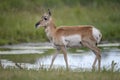 Pronghorn antelope in Grand Teton National Park Royalty Free Stock Photo