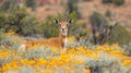 Pronghorn antelope graze amidst vibrant yellow wildflowers in the scenic wilderness of rural Utah, creating a captivating wildlife Royalty Free Stock Photo