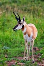 Pronghorn antelope grazing Royalty Free Stock Photo