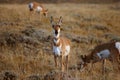 Pronghorn Antelope Grazing