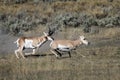 Pronghorn Antelope Royalty Free Stock Photo