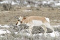 Pronghorn Antelope grazing Royalty Free Stock Photo